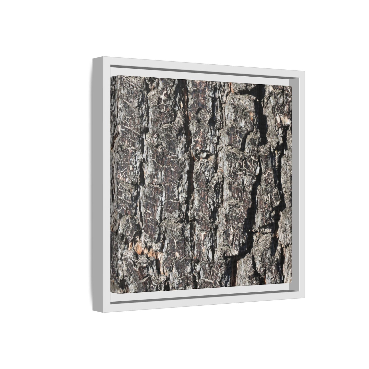 Bark Study in Gray - Unique Stretched Canvas Wall Art