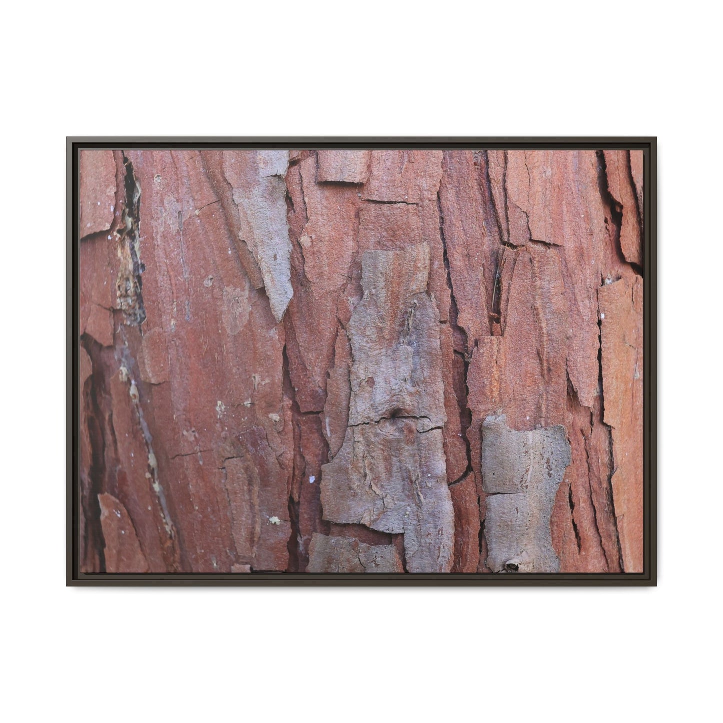 Peeling Bark - Unique Stretched Canvas Wall Art