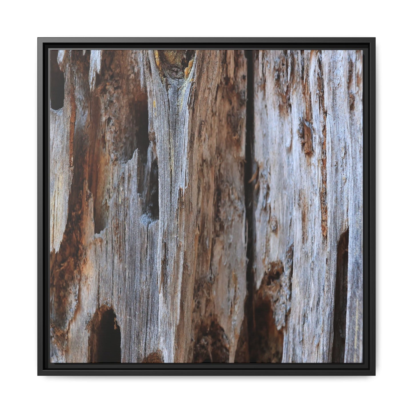 Decaying Splendor - Unique Stretched Canvas Wall Art