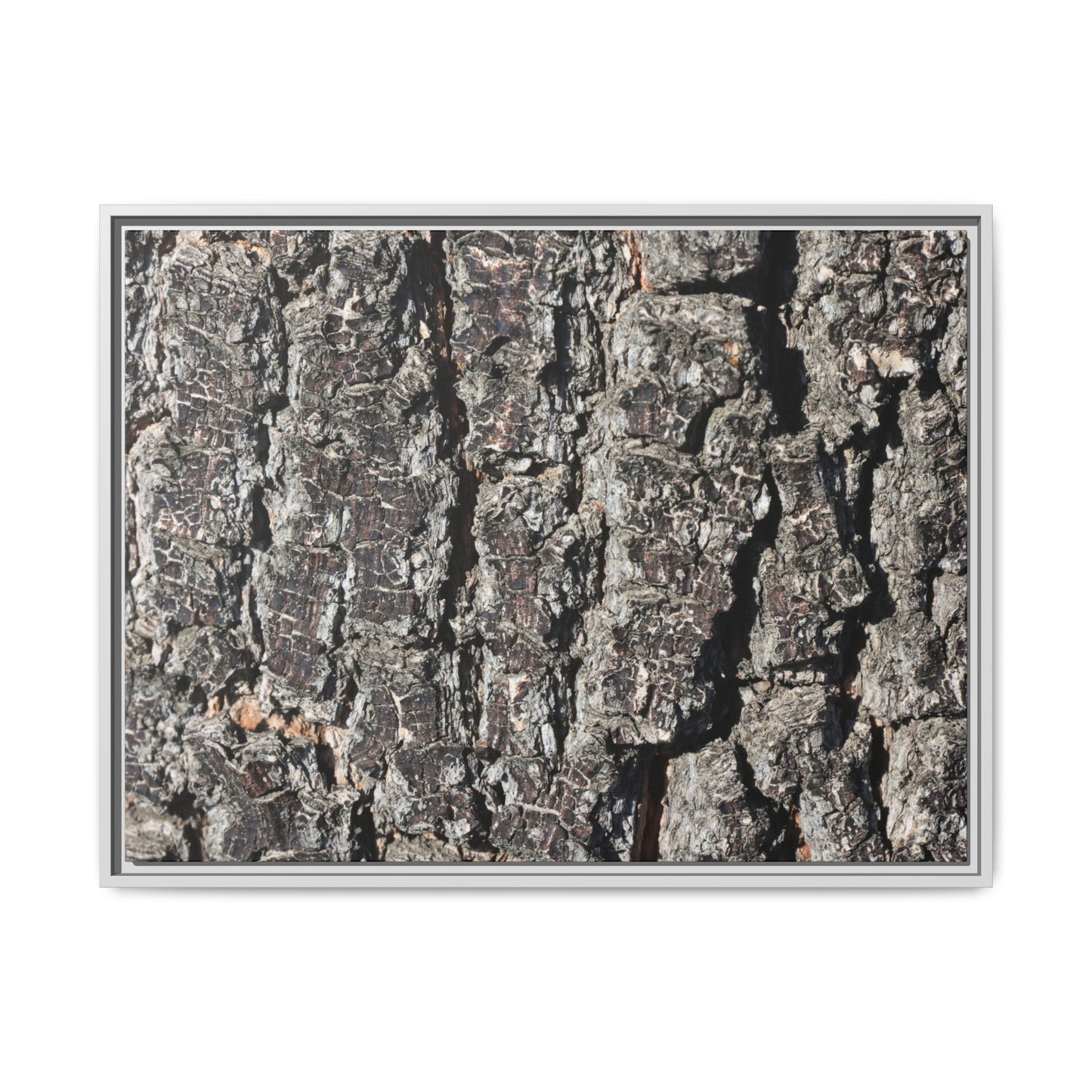 Bark Study in Gray - Unique Stretched Canvas Wall Art