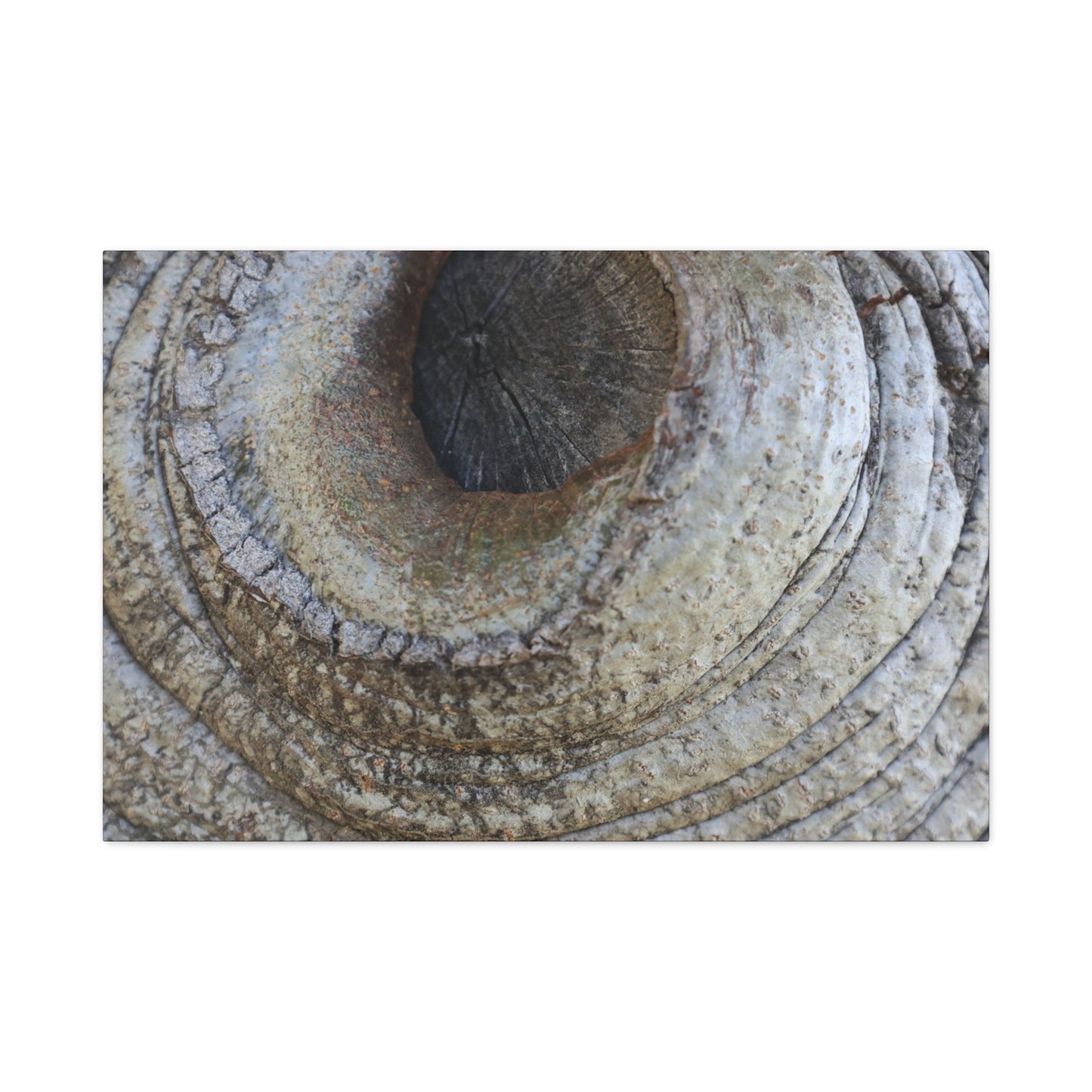 Bark's Eye - Unique Frameless Canvas Wall Art