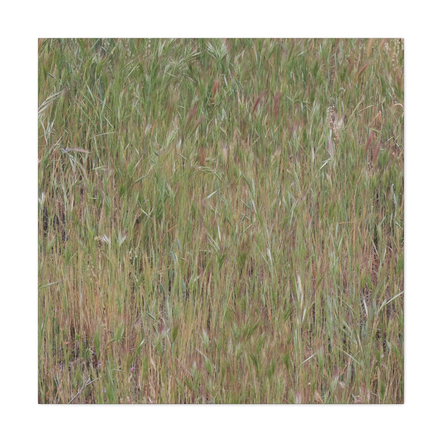 Whispers of the Prairie - Unique Frameless Canvas Wall Art