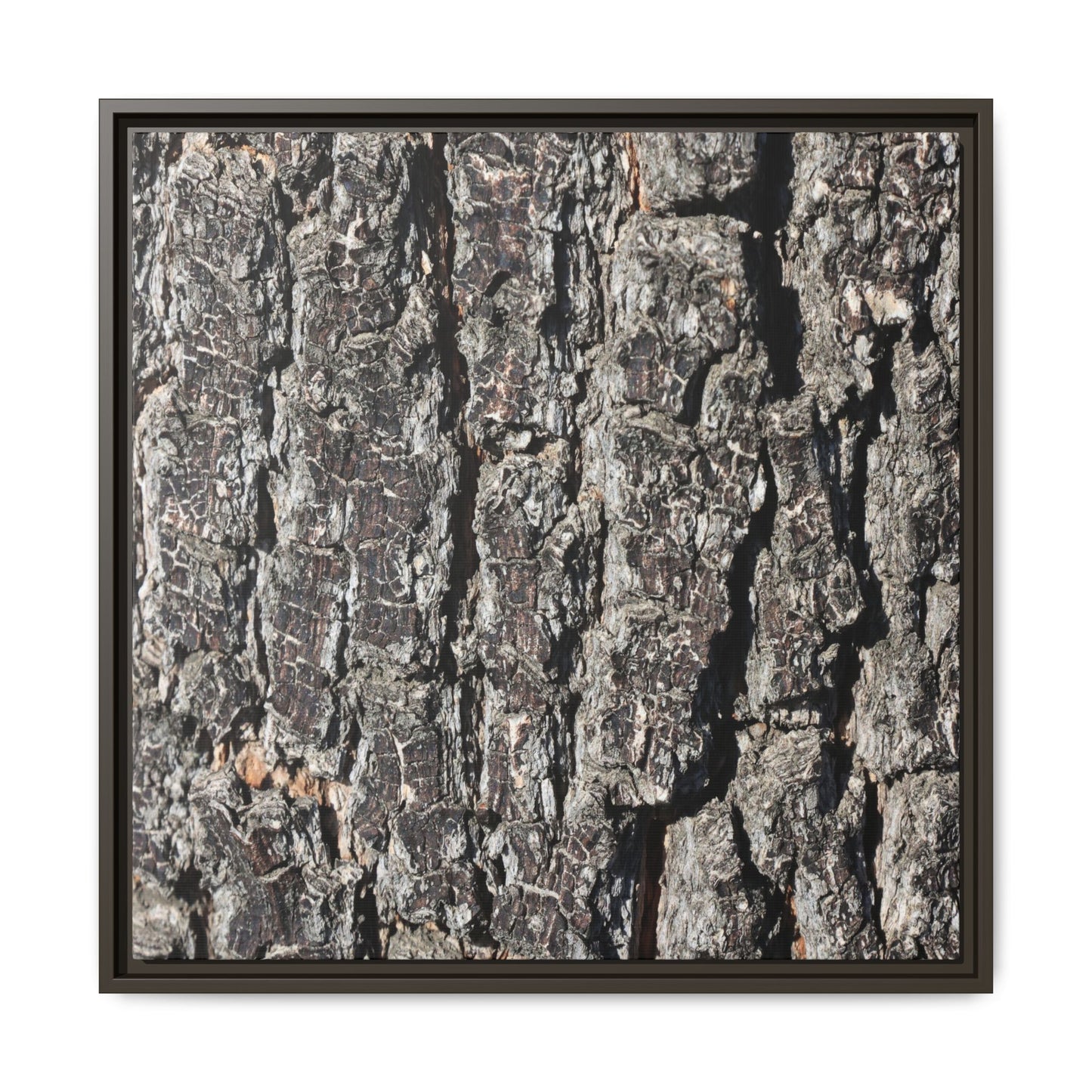 Bark Study in Gray - Unique Stretched Canvas Wall Art
