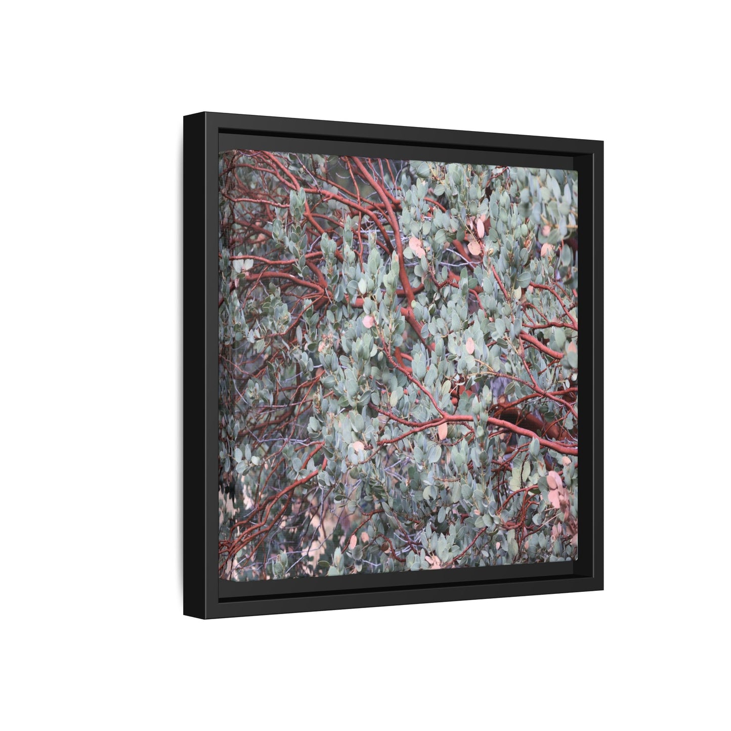 Whispers of Sage - Unique Stretched Canvas Wall Art
