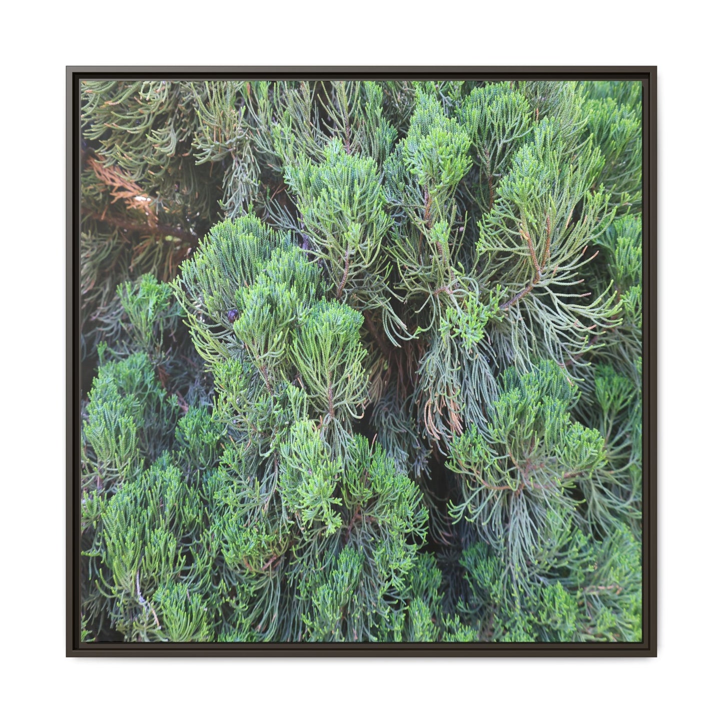 Verdant Whispers - Unique Stretched Canvas Wall Art