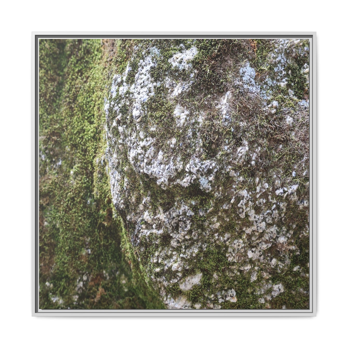 Lichen Landscape - Unique Stretched Canvas Wall Art