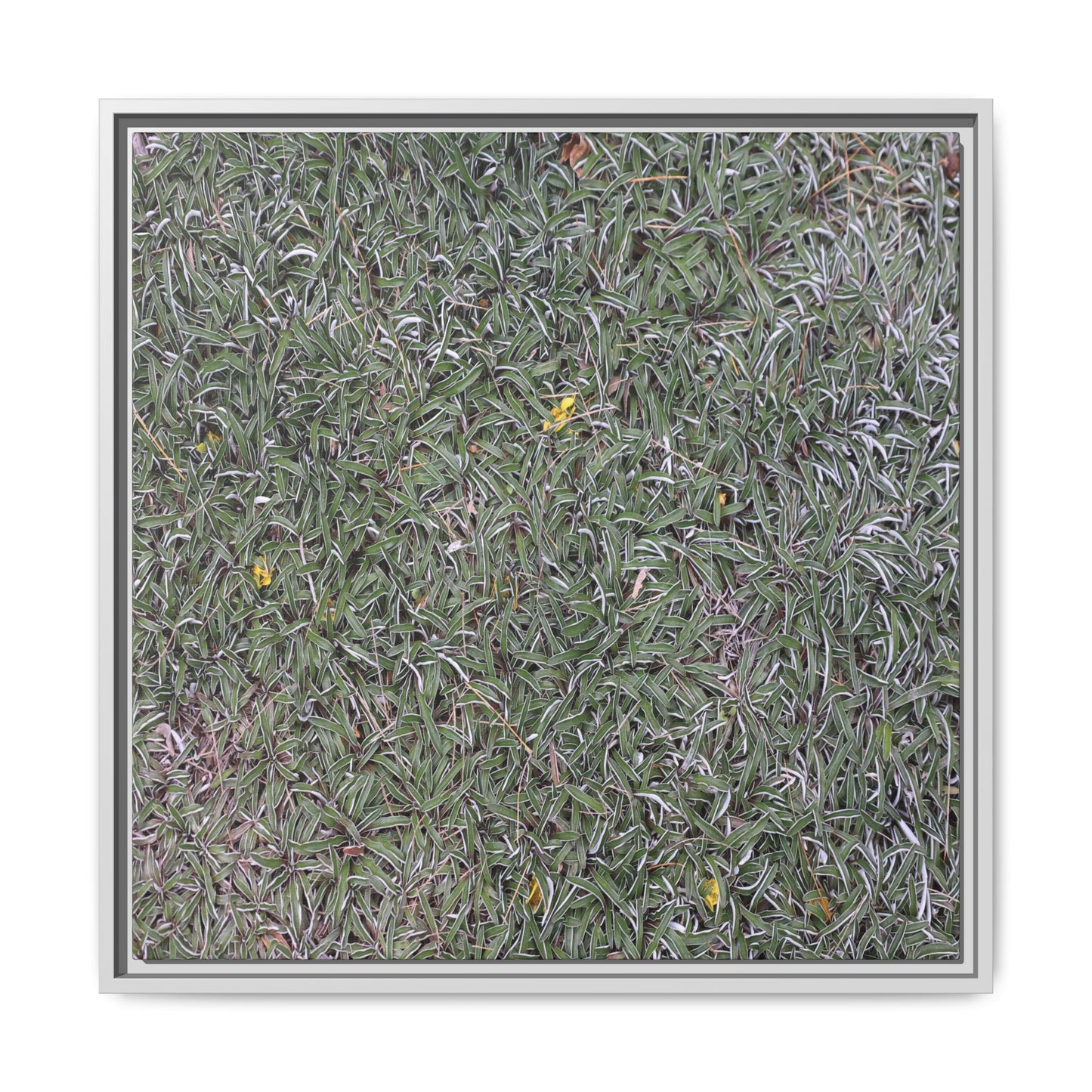 Grassy Texture - Unique Stretched Canvas Wall Art