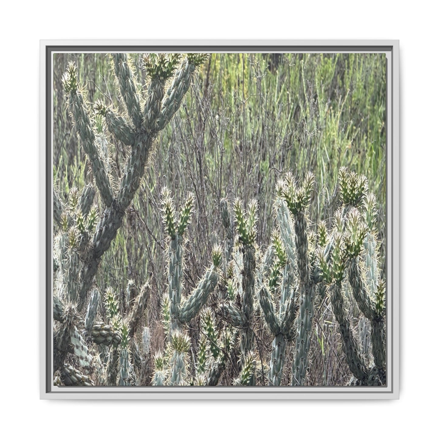 Prickly Paradise - Unique Stretched Canvas Wall Art