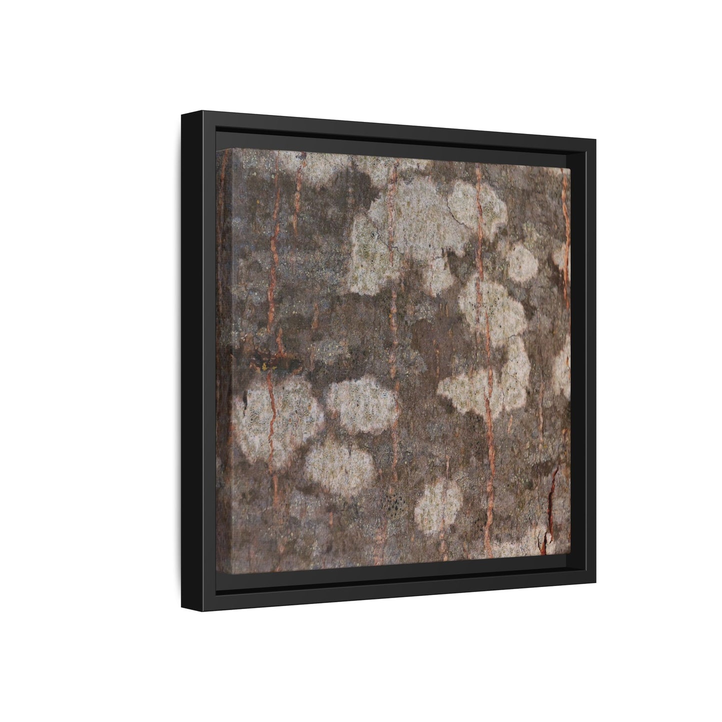 Lichen's Legacy - Unique Stretched Canvas Wall Art