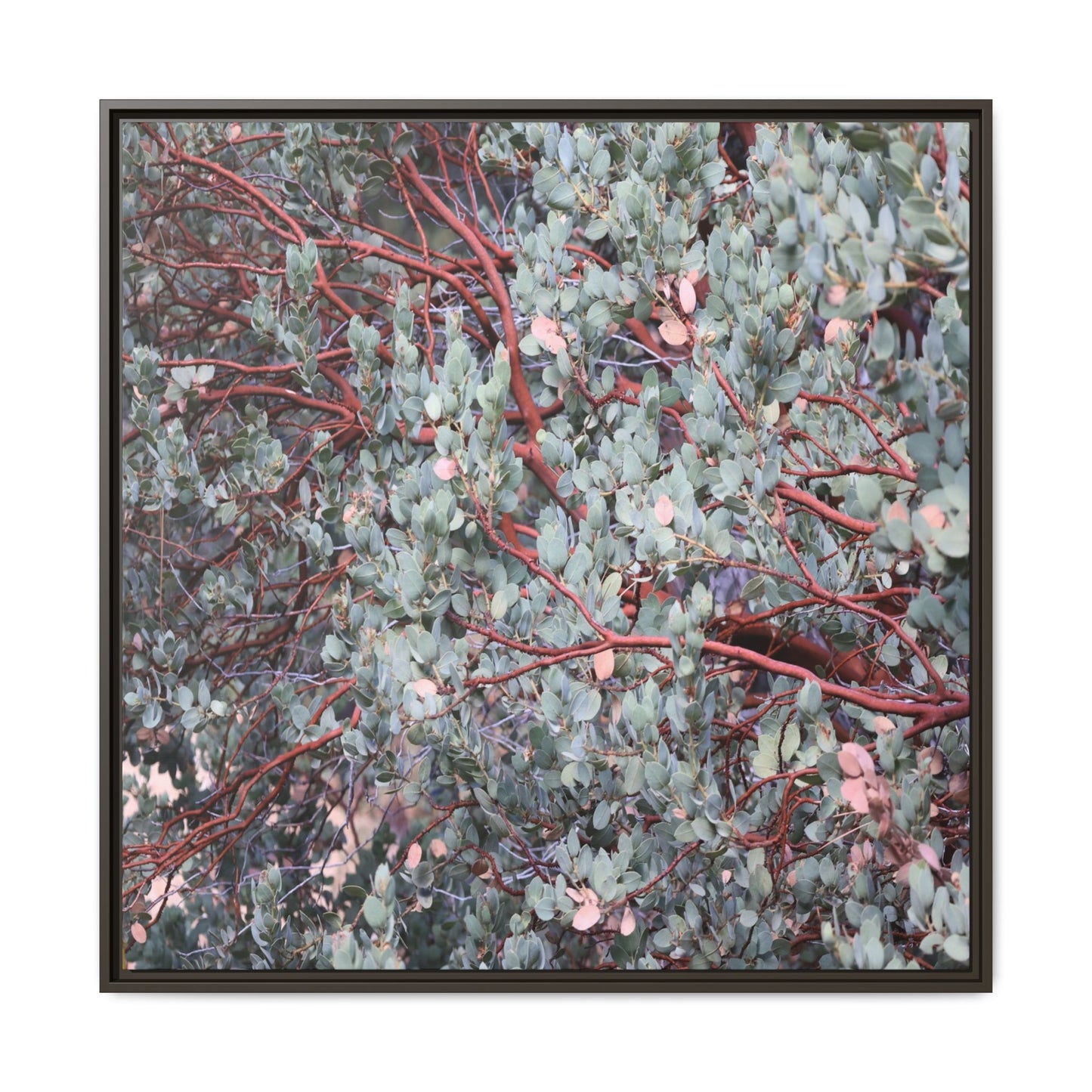 Whispers of Sage - Unique Stretched Canvas Wall Art