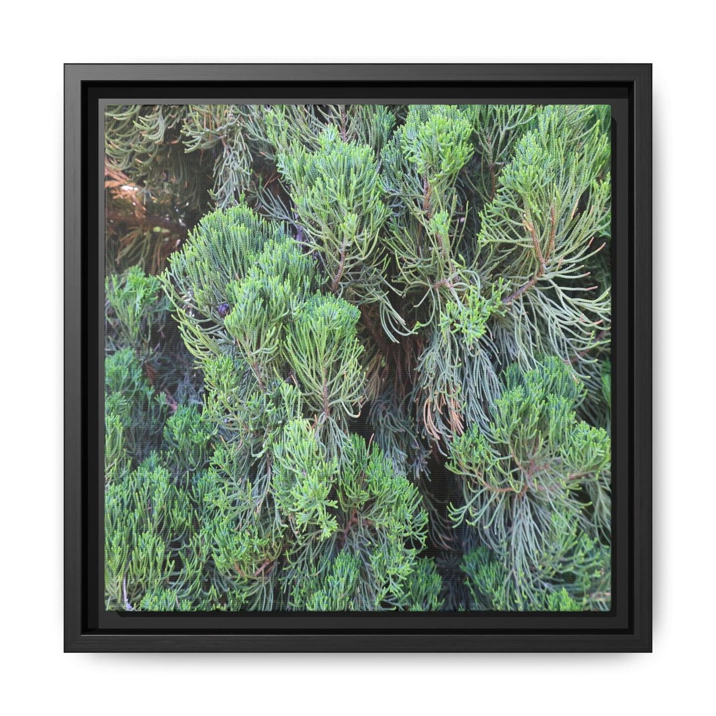 Verdant Whispers - Unique Stretched Canvas Wall Art