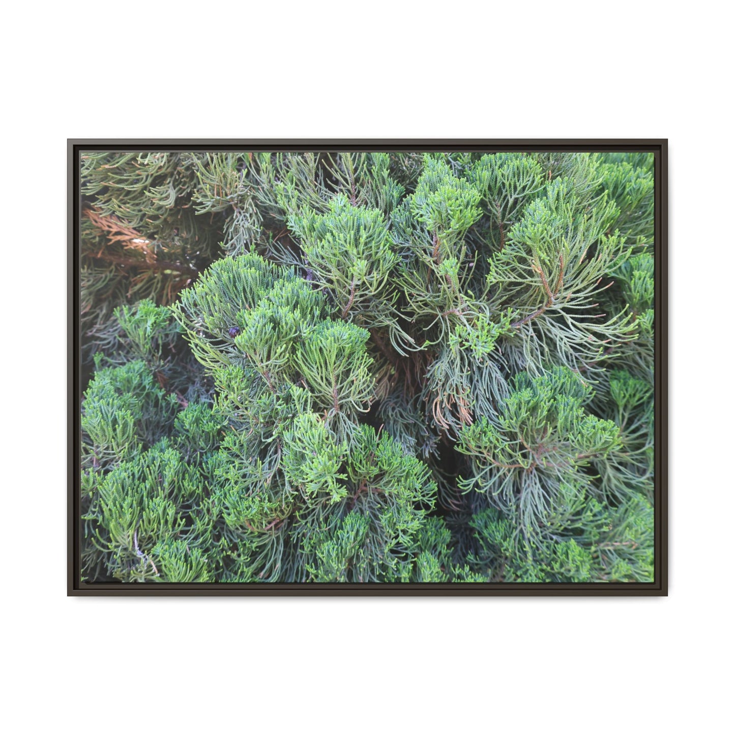 Verdant Whispers - Unique Stretched Canvas Wall Art