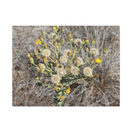 Whispers of the Dry Meadow - Unique Stretched Canvas Wall Art - Art By Earth