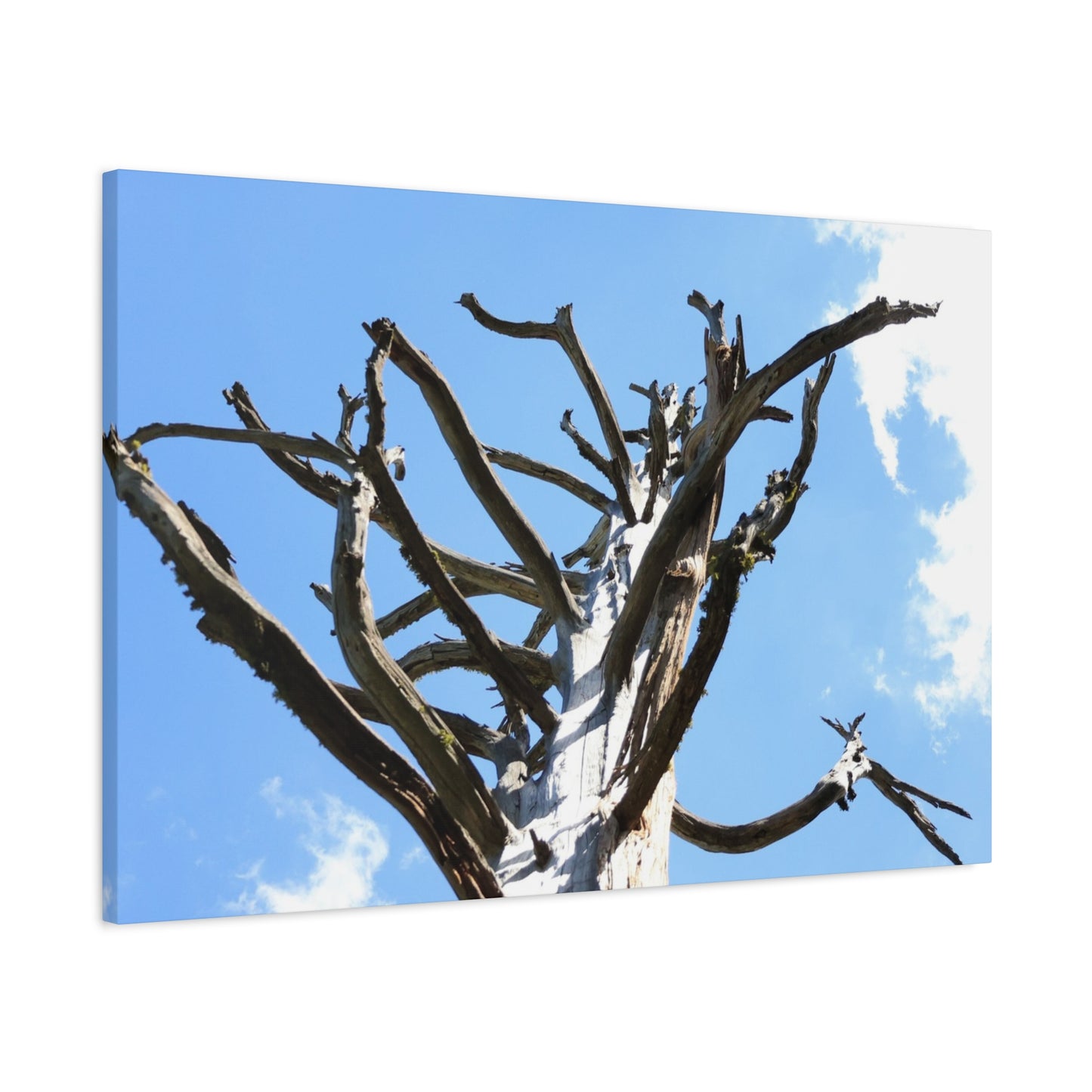 Skeletal Branches Reaching - Unique Frameless Canvas Wall Art