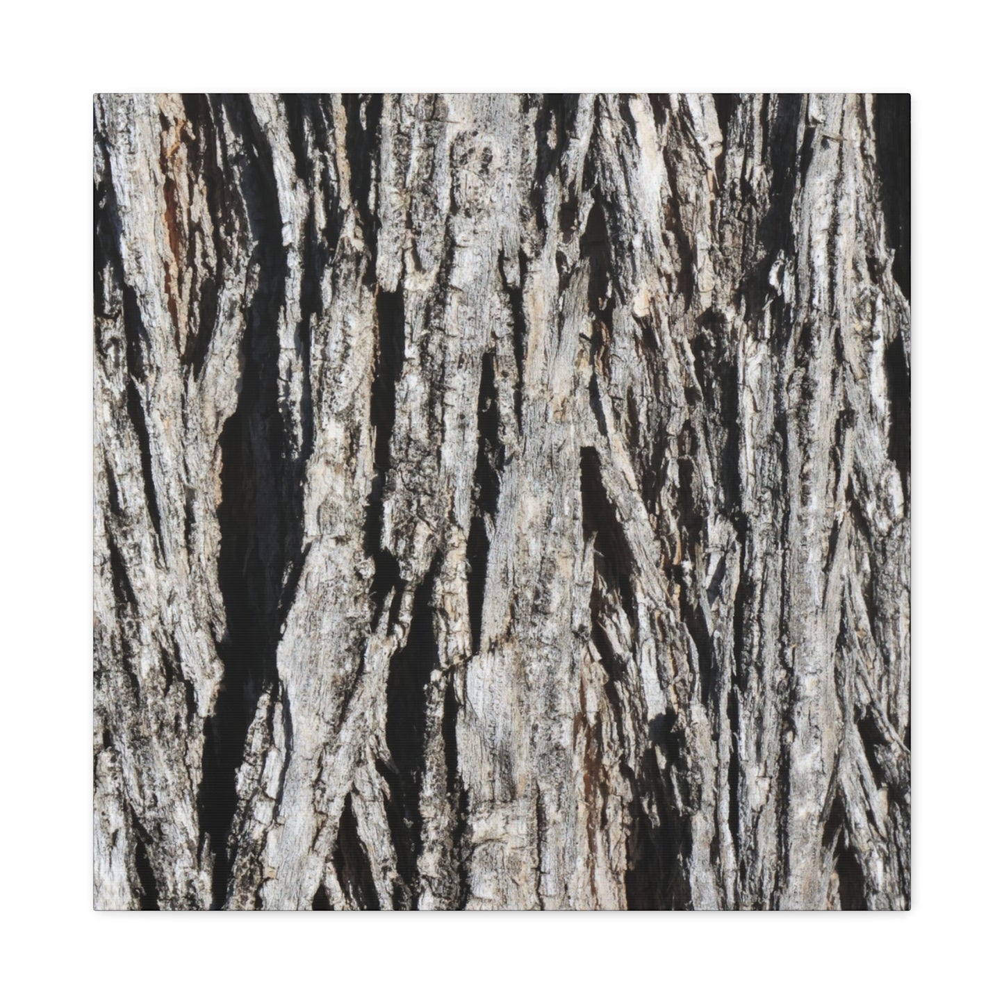 Bark Layers in Monochrome - Unique Frameless Canvas Wall Art