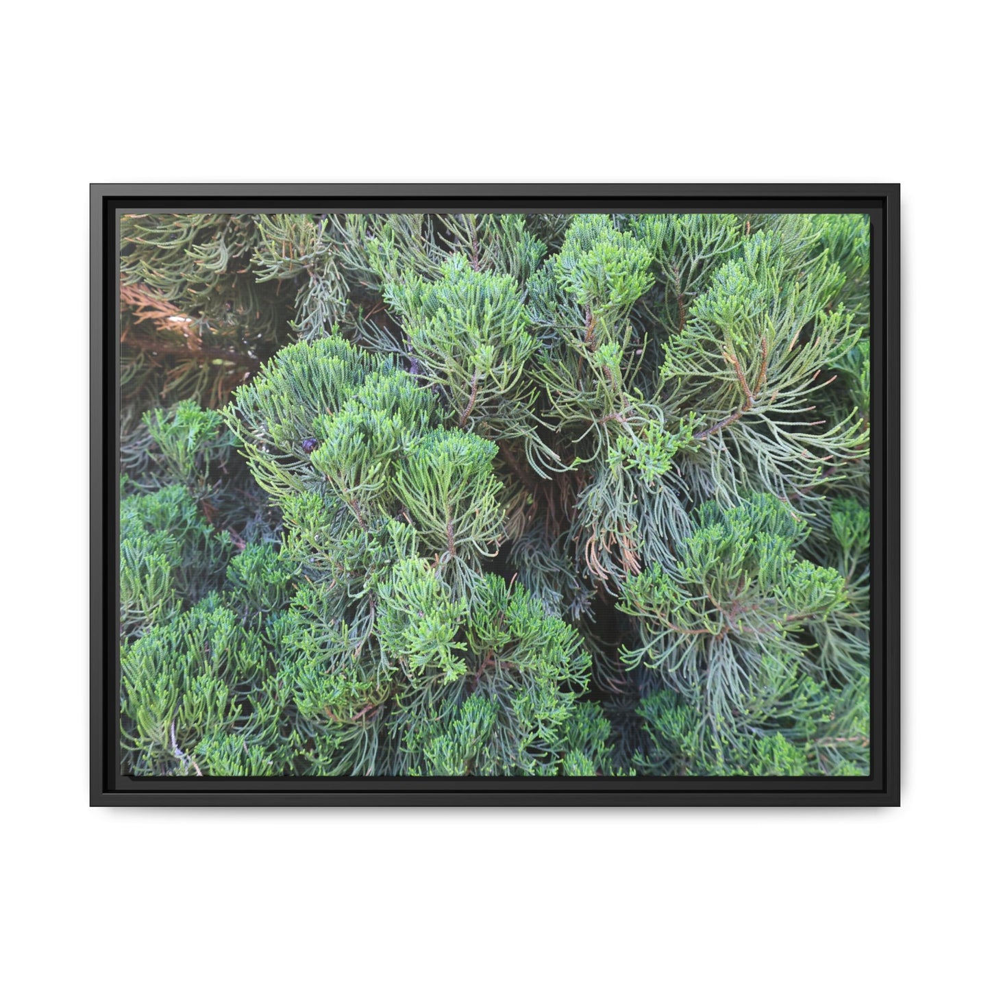 Verdant Whispers - Unique Stretched Canvas Wall Art