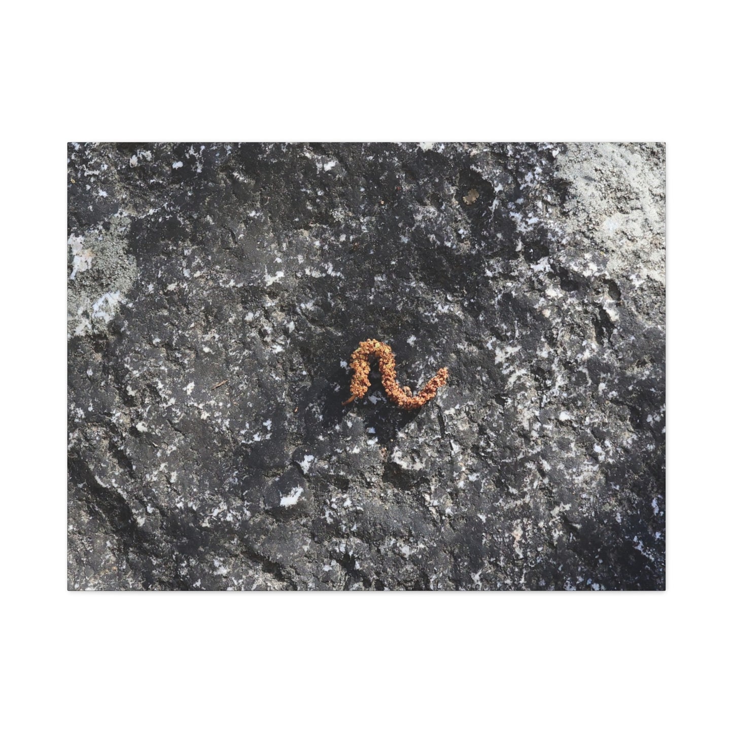 Earthen Serpent - Unique Frameless Canvas Wall Art
