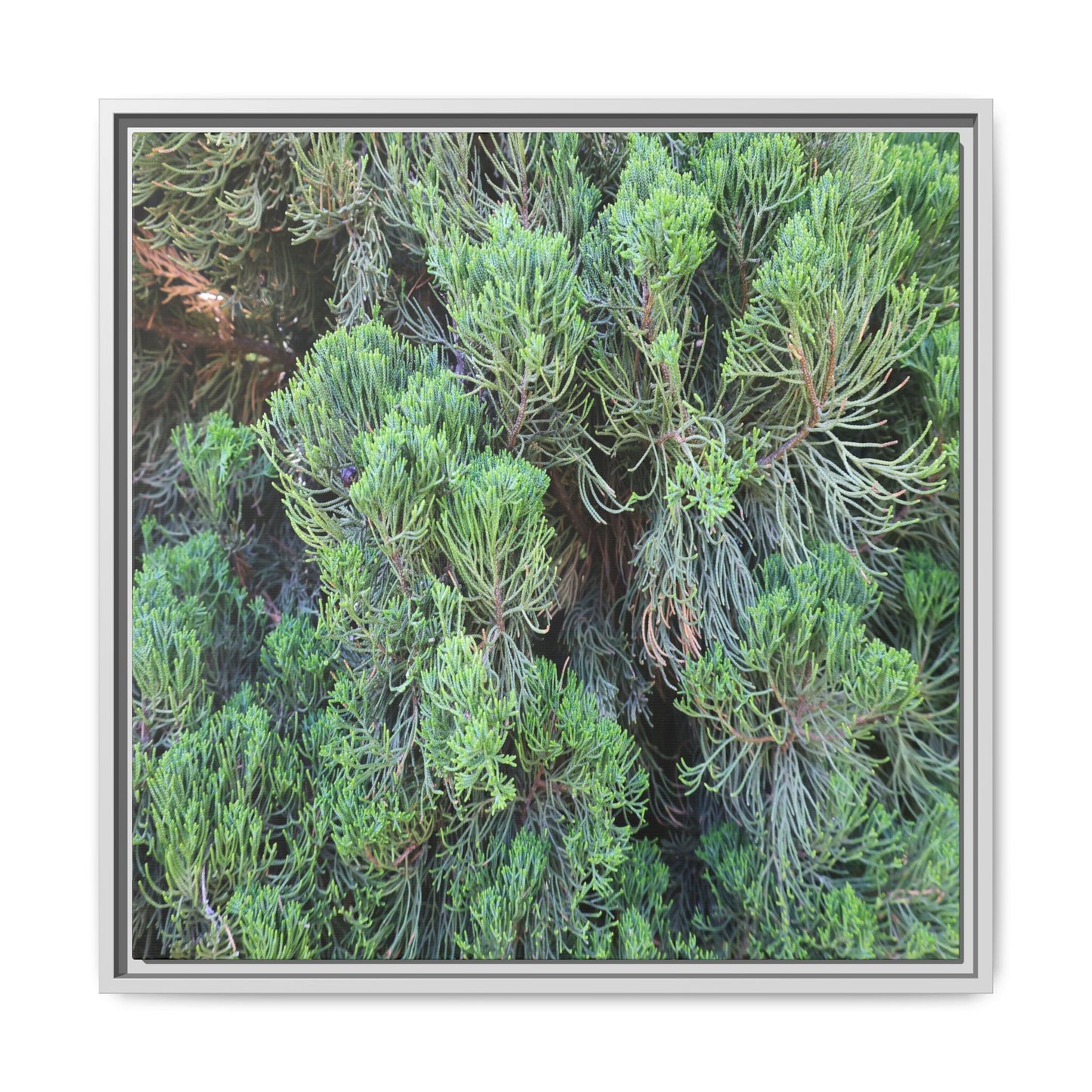 Verdant Whispers - Unique Stretched Canvas Wall Art