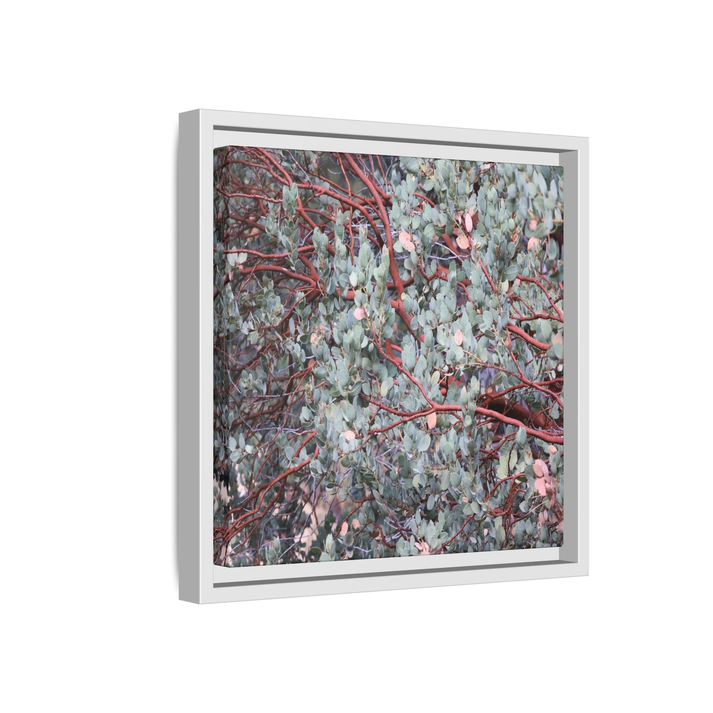 Whispers of Sage - Unique Stretched Canvas Wall Art