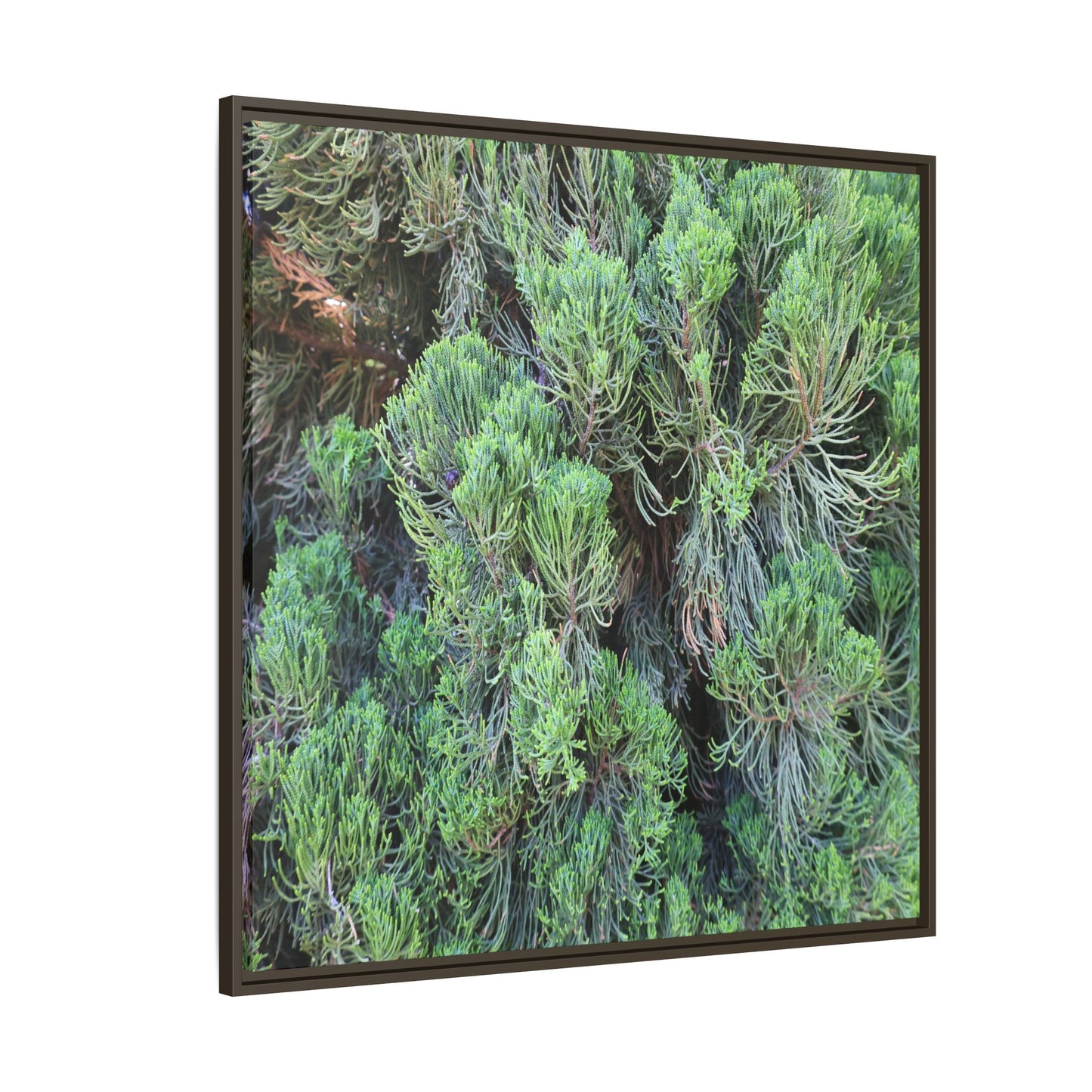 Verdant Whispers - Unique Stretched Canvas Wall Art