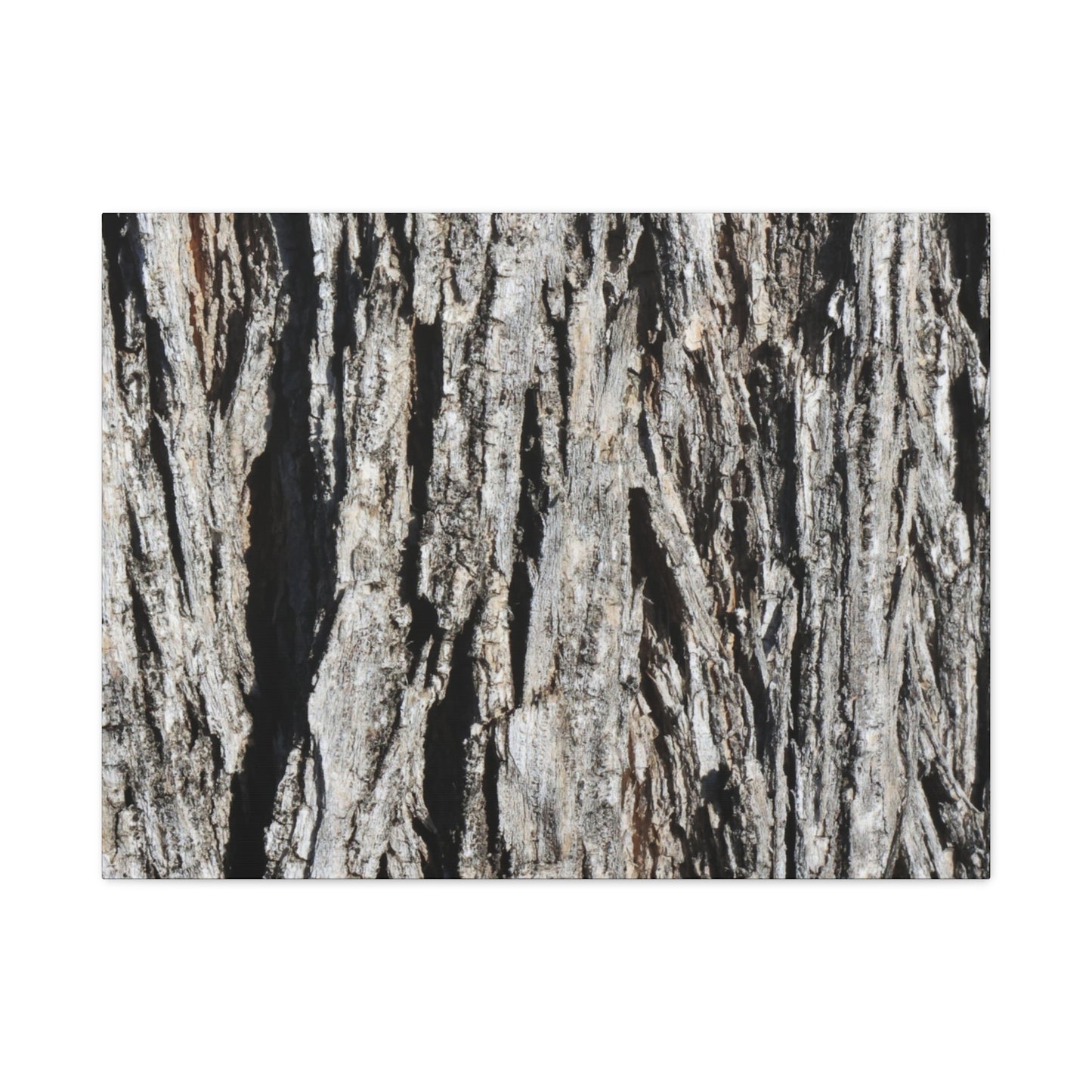 Bark Layers in Monochrome - Unique Frameless Canvas Wall Art