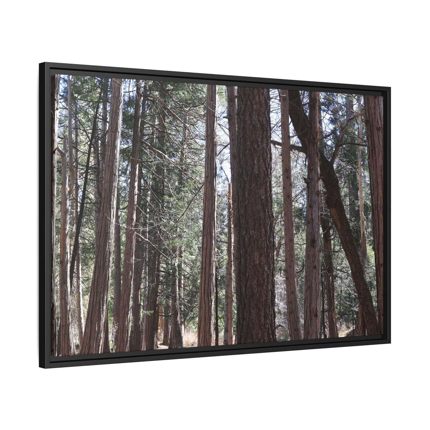 Forest Cathedral - Unique Stretched Canvas Wall Art