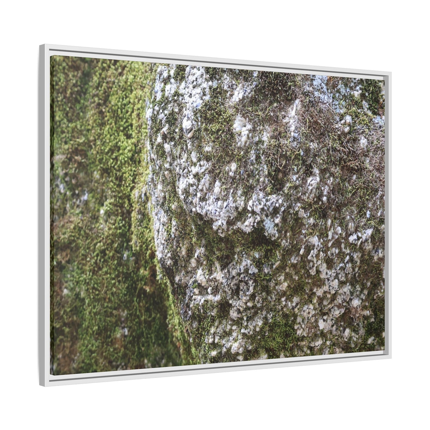 Lichen Landscape - Unique Stretched Canvas Wall Art