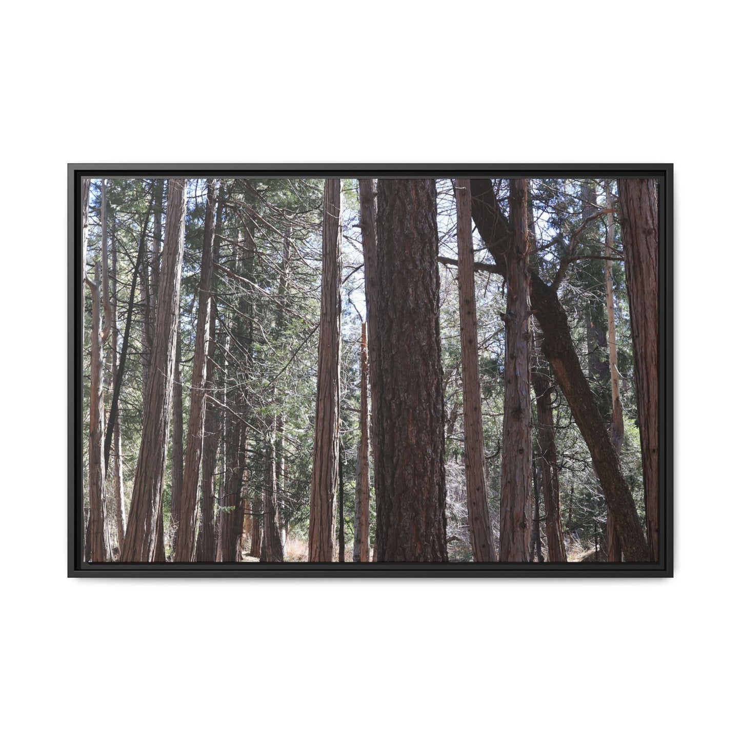 Forest Cathedral - Unique Stretched Canvas Wall Art