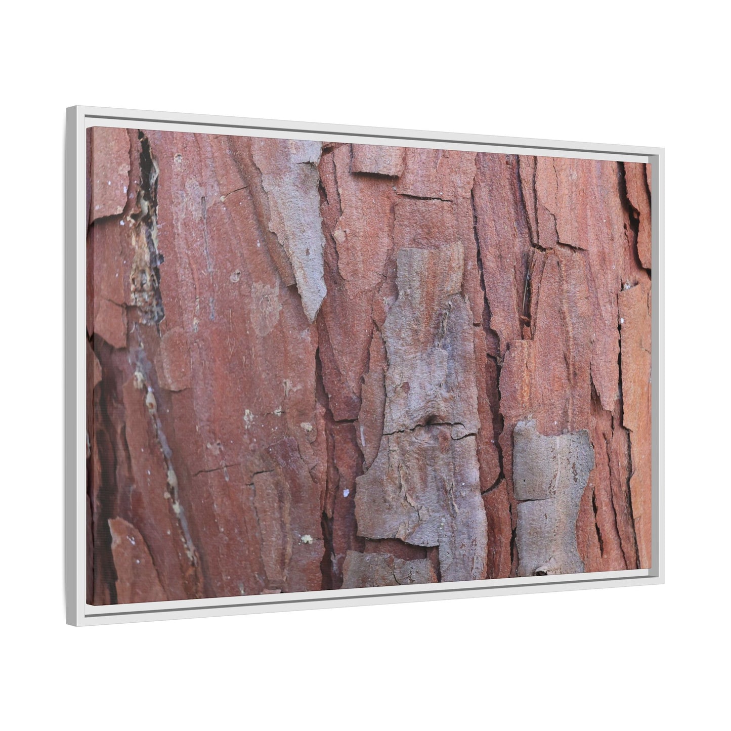 Peeling Bark - Unique Stretched Canvas Wall Art