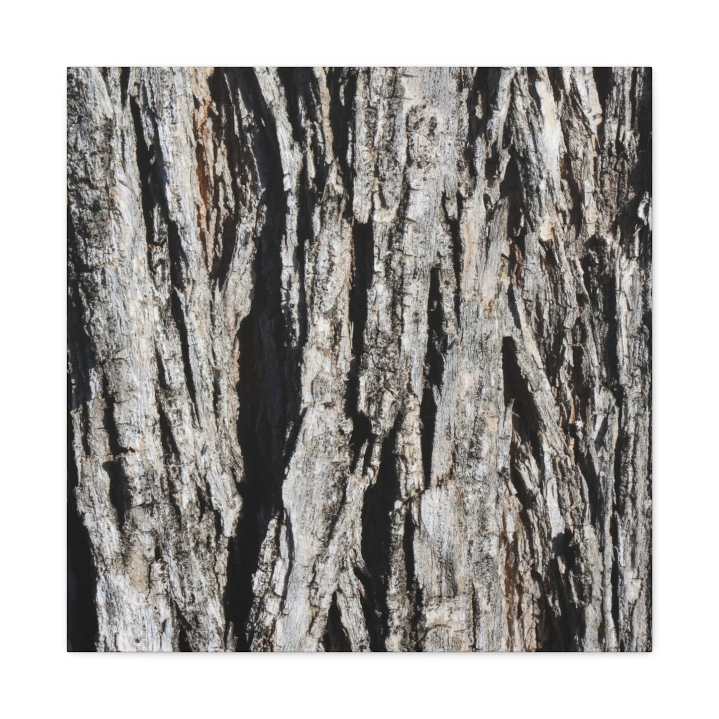 Bark Textures in Monochrome - Unique Frameless Canvas Wall Art