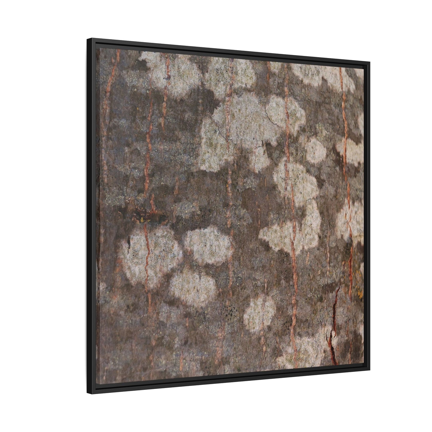 Lichen's Legacy - Unique Stretched Canvas Wall Art