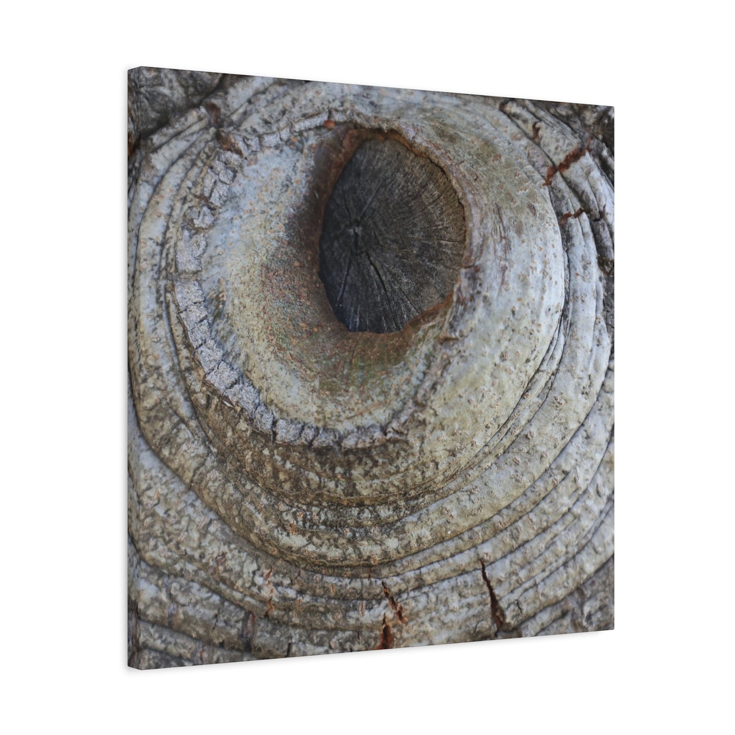 Bark's Eye - Unique Frameless Canvas Wall Art