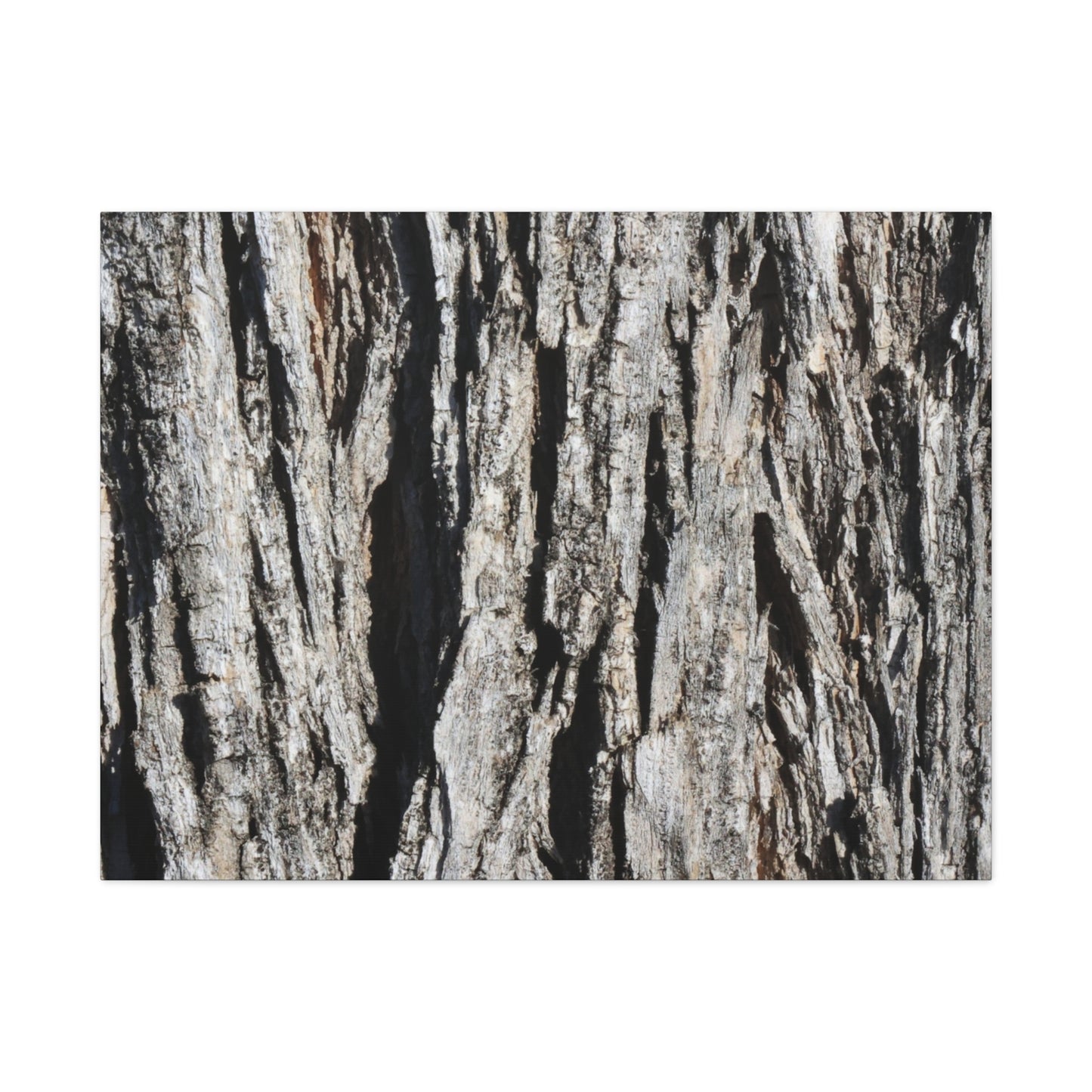 Bark Textures in Monochrome - Unique Frameless Canvas Wall Art