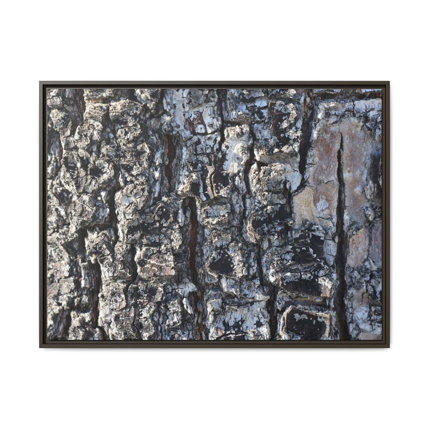 The Bark Chronicles - Unique Stretched Canvas Wall Art