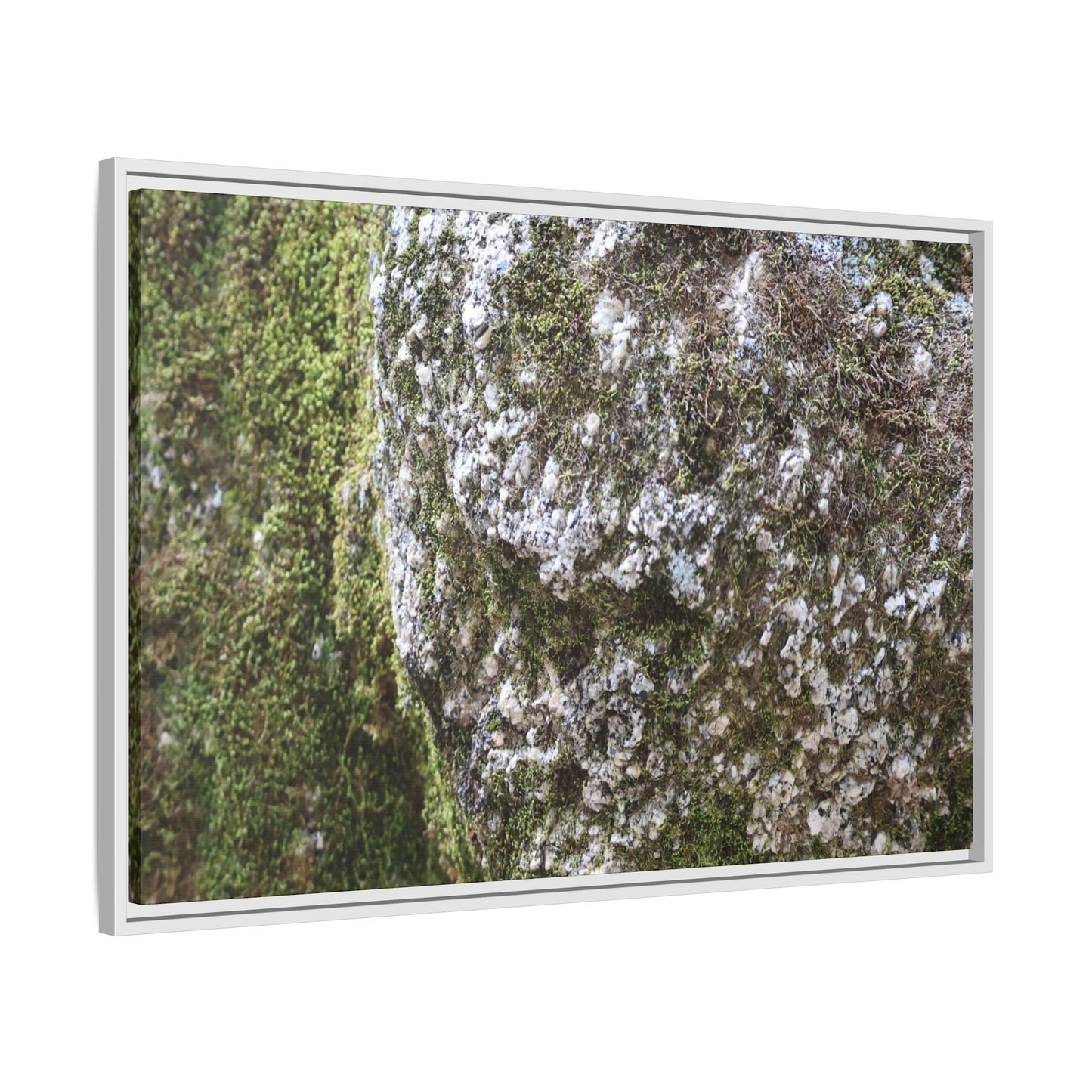 Lichen Landscape - Unique Stretched Canvas Wall Art