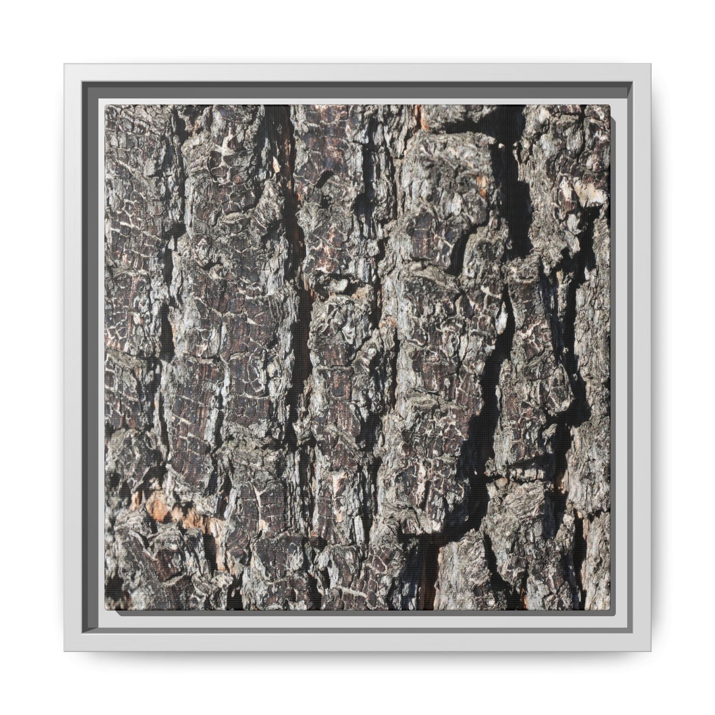 Bark Study in Gray - Unique Stretched Canvas Wall Art