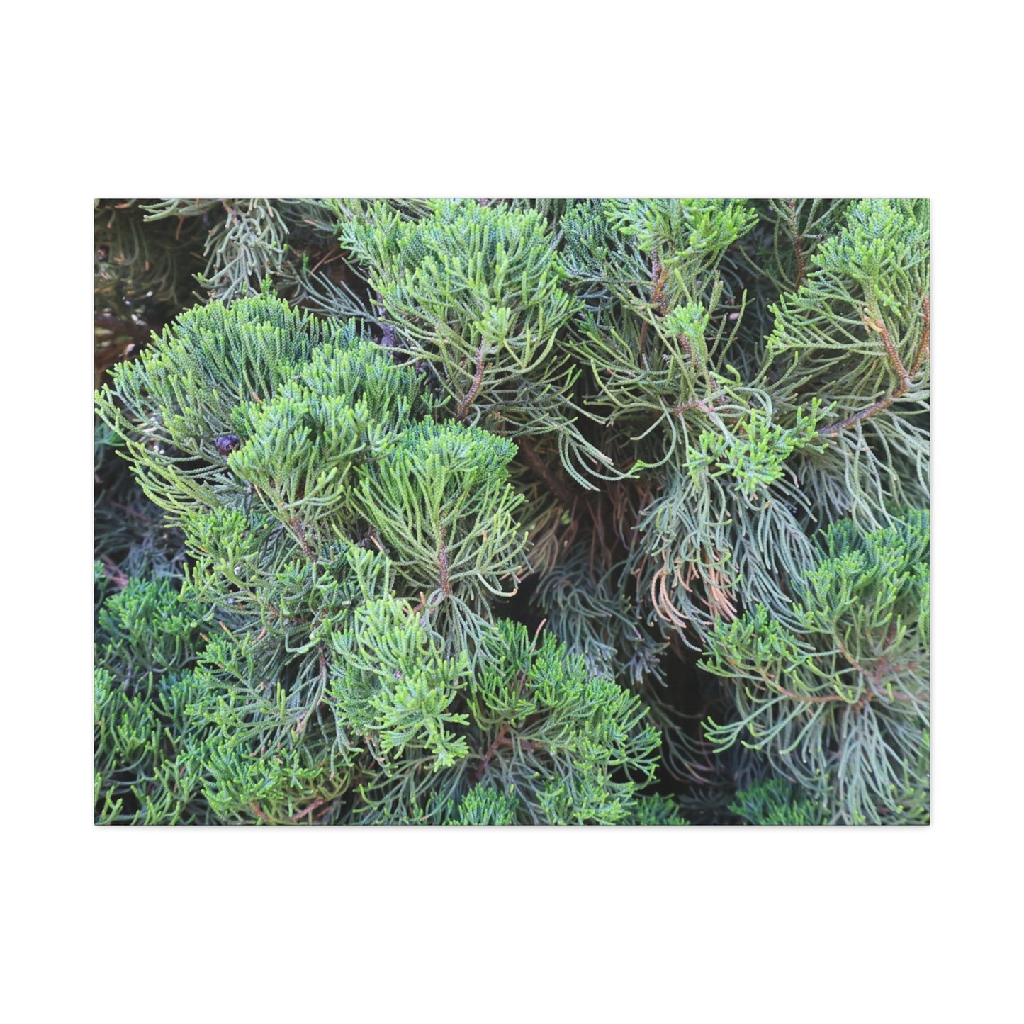 Green Labyrinth - Unique Frameless Canvas Wall Art