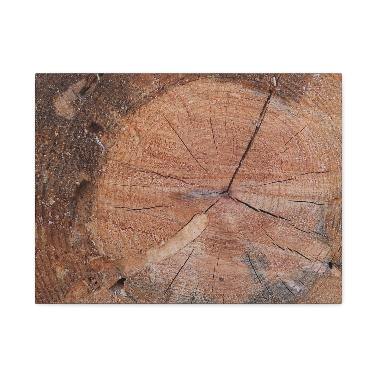 Timber Tale - Unique Frameless Canvas Wall Art