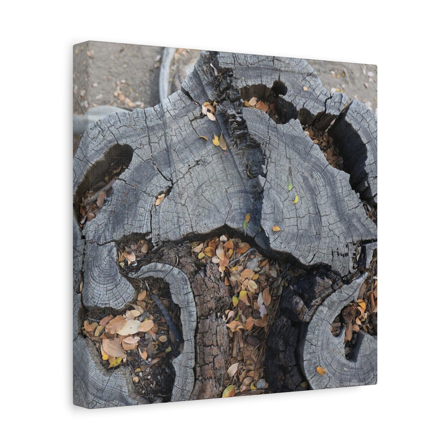 Weathered Woodland Whispers - Unique Frameless Canvas Wall Art