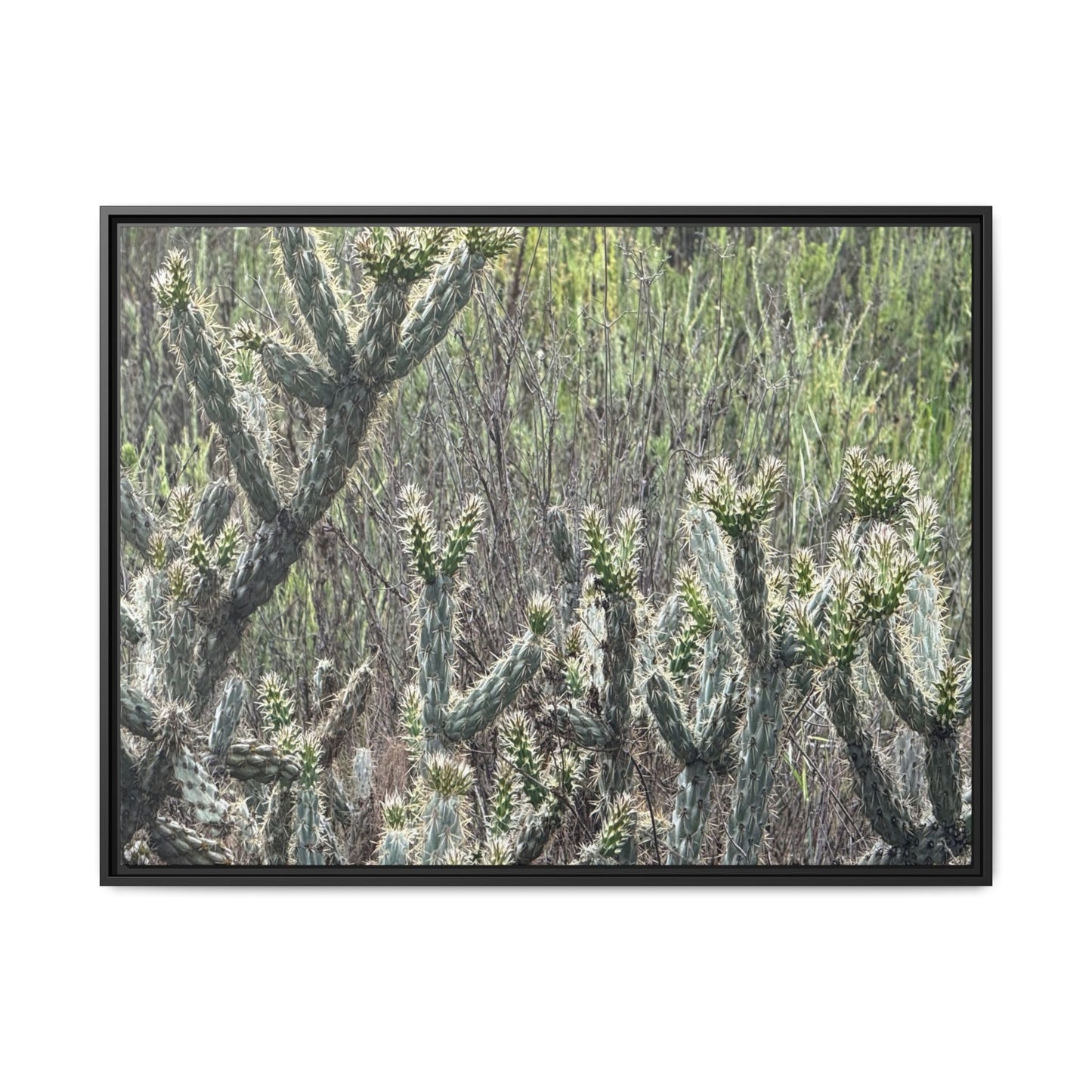 Prickly Paradise - Unique Stretched Canvas Wall Art