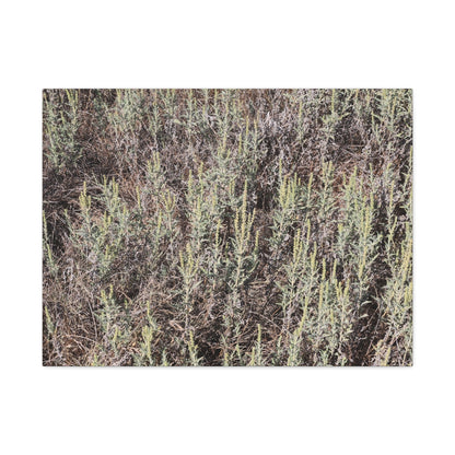 Whispers in the Sage - Unique Stretched Canvas Wall Art - Art By Earth