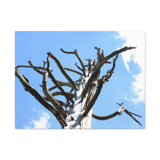 Skeletal Branches Reaching - Unique Frameless Canvas Wall Art