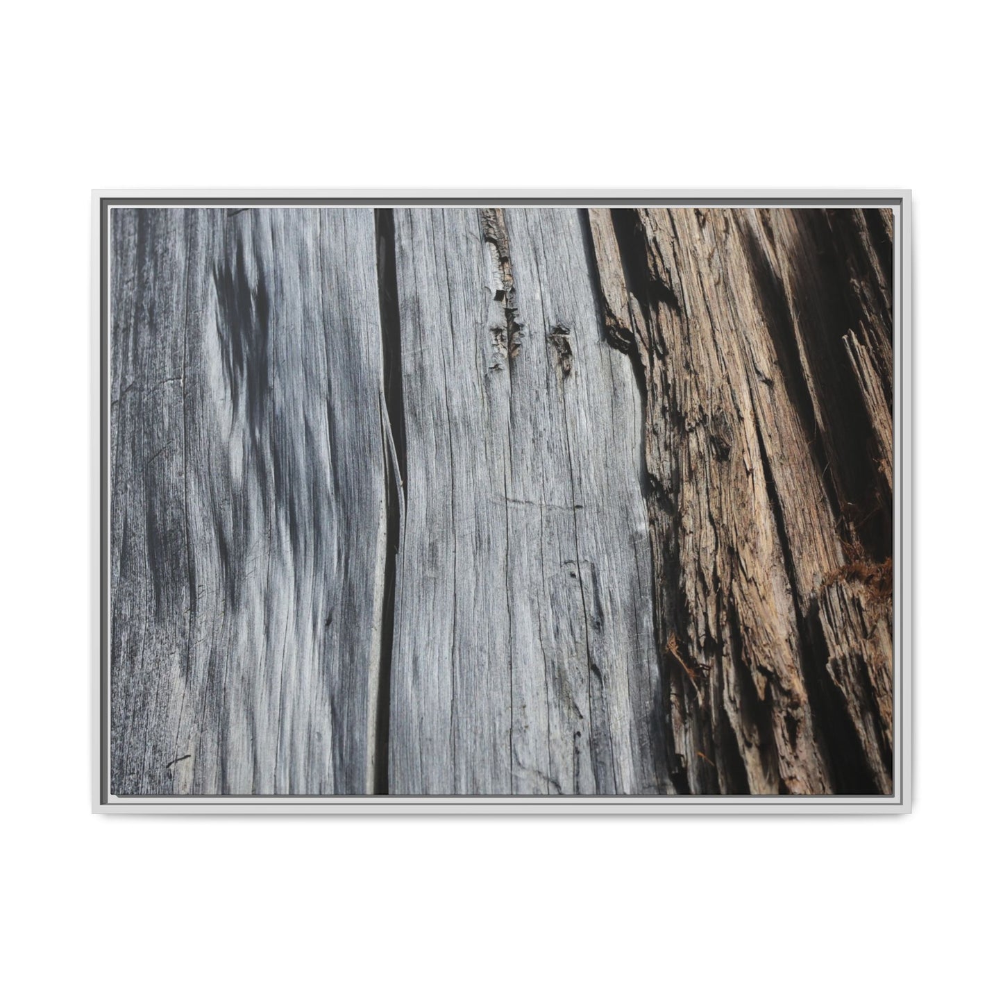Wood's Lament - Unique Stretched Canvas Wall Art