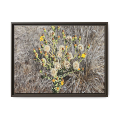 Whispers of the Dry Grass - Unique Stretched Canvas Wall Art - Art By Earth