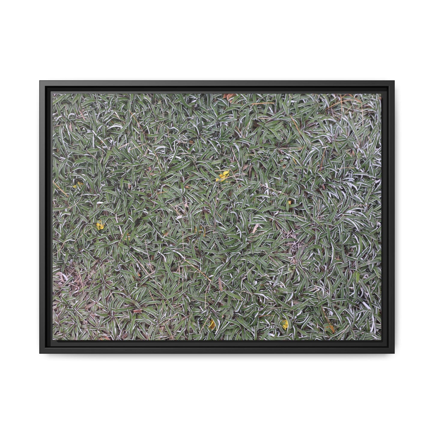 Grassy Texture - Unique Stretched Canvas Wall Art
