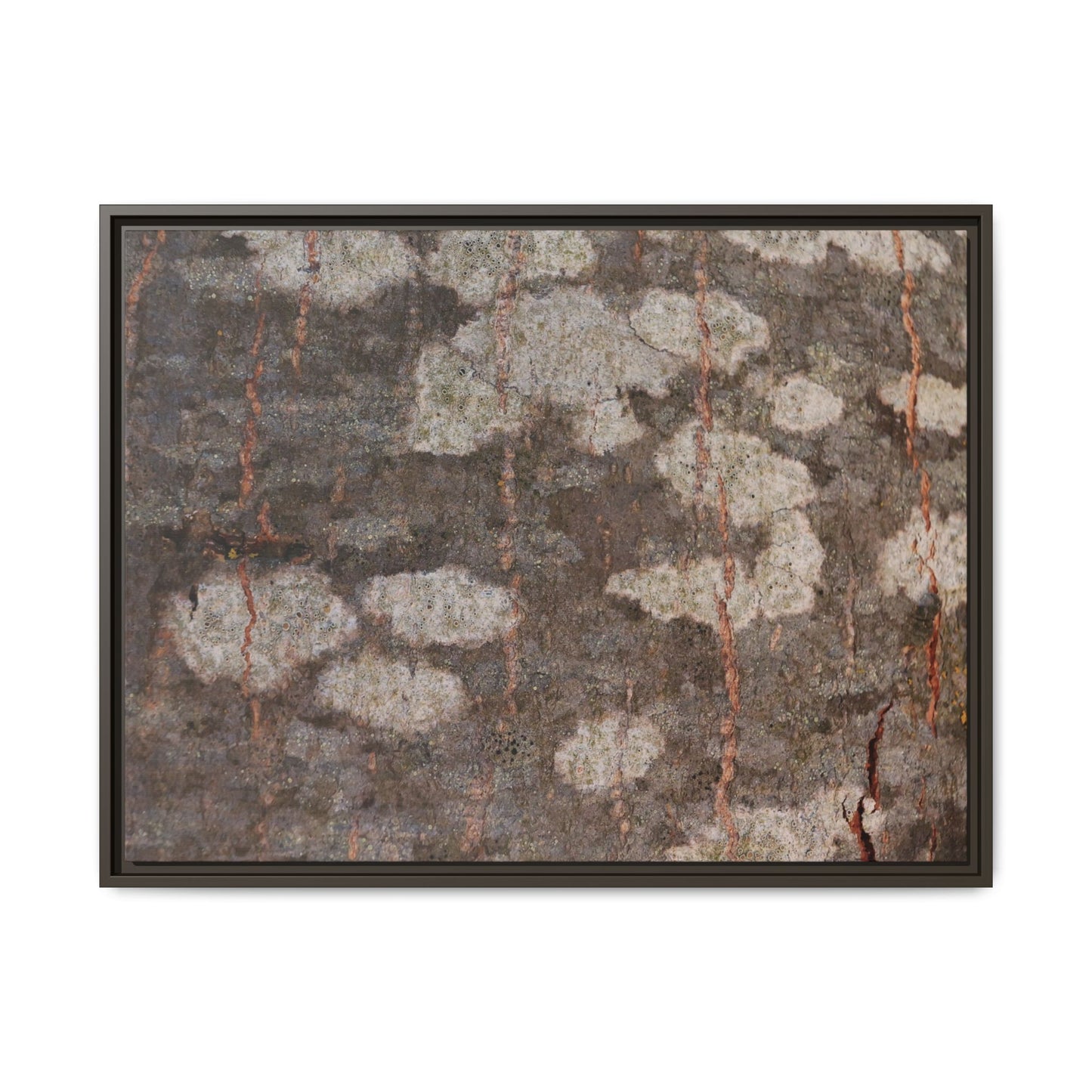 Lichen's Legacy - Unique Stretched Canvas Wall Art