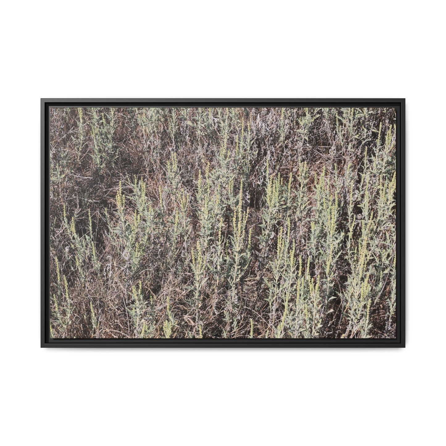 Sage Fields Forever - Unique Stretched Canvas Wall Art - Art By Earth