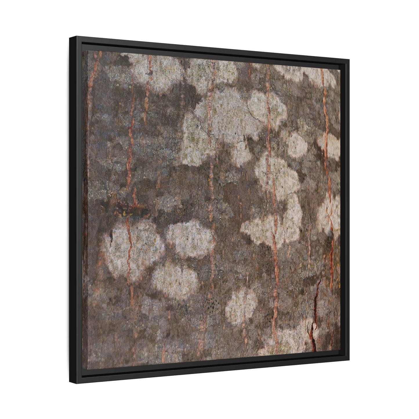 Lichen's Legacy - Unique Stretched Canvas Wall Art