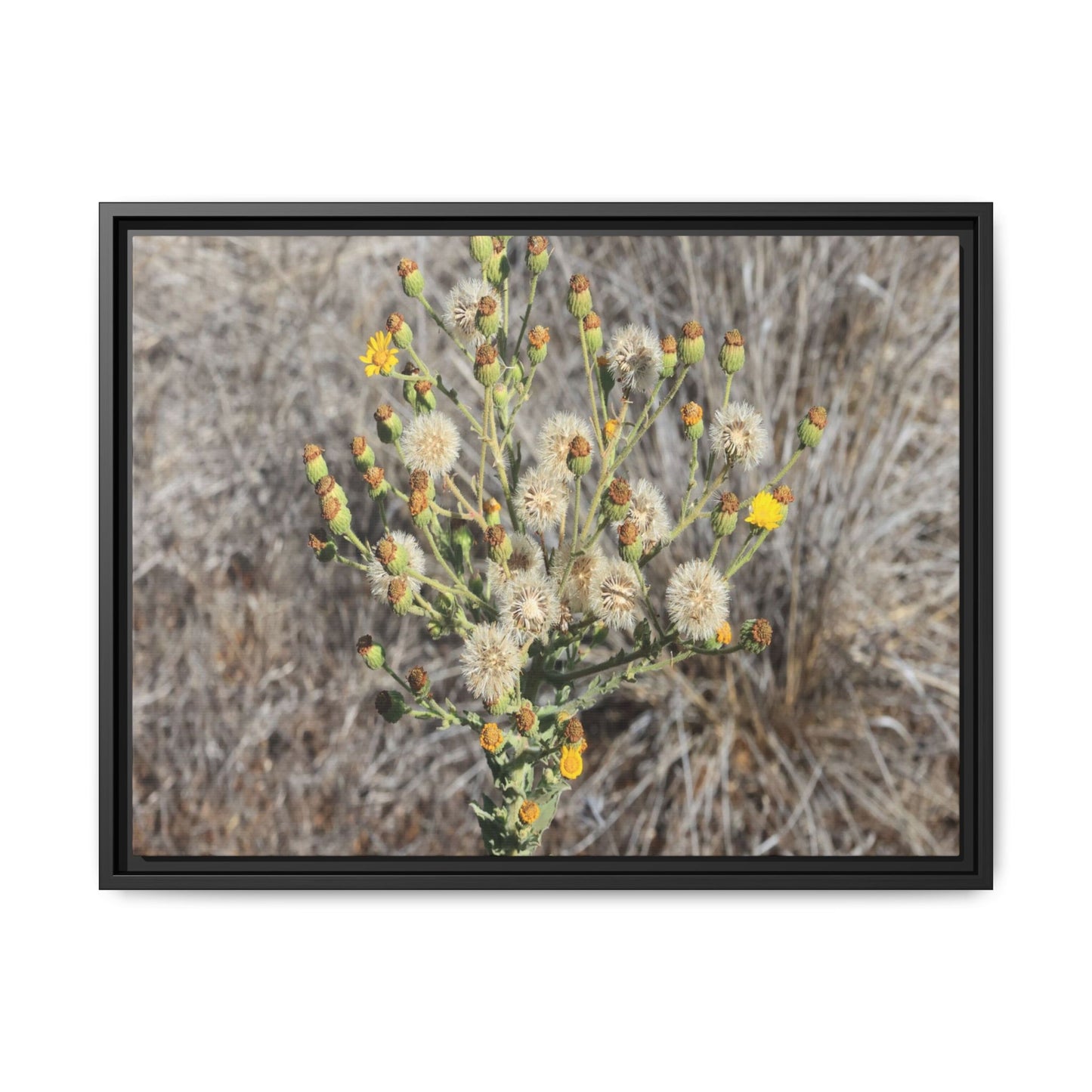 Whispers of the Dry Grass - Unique Stretched Canvas Wall Art - Art By Earth