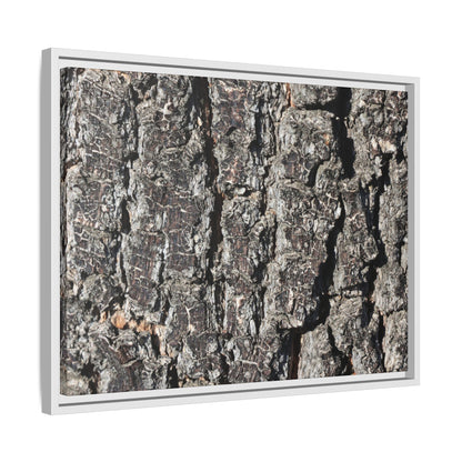 Bark Study in Gray - Unique Stretched Canvas Wall Art